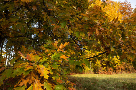 Landscape yellow oak leaves close up on tree nature and fallen leafの写真素材
