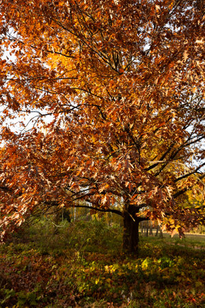 Autumn oak  dry brown leaves on branch natureの写真素材