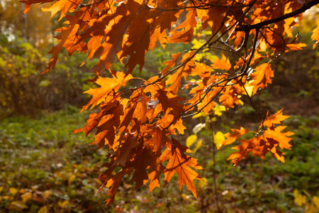 Close up of Autumn oak  dry brown leaves on branch nature park