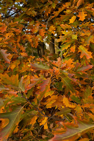 Nature background with close up of oak leaves on trees