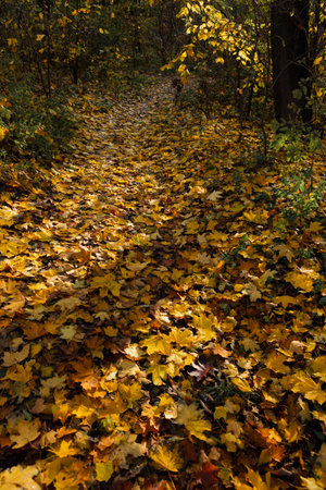 fallen maple leaves on the path in the parkの写真素材
