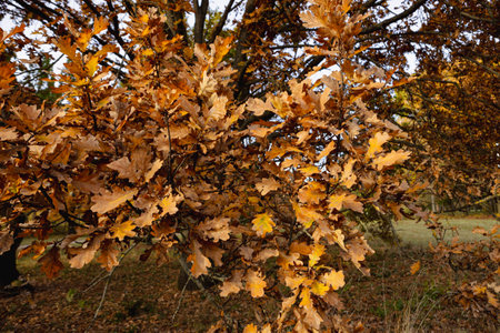 Autumn trees with brown leaves nature october landscapeの写真素材