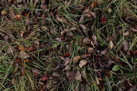 pear leaves fruit trees fallen on the grassの写真素材