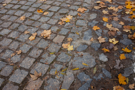 maple leaves fallen on a stone path in the parkの写真素材