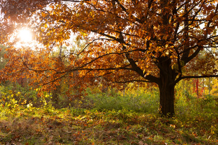 Autumn oak tree with dry brown leaves nature and sun beemsの写真素材
