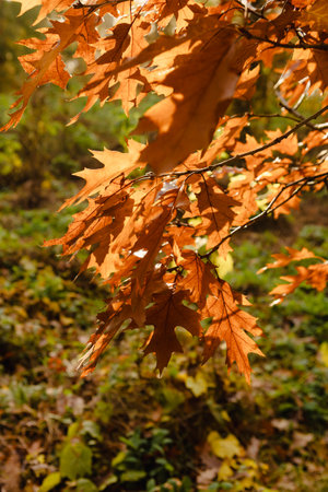 Close up of Autumn oak  dry brown leavesの写真素材