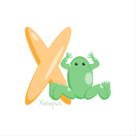 Letter X. Childrens alphabet, cute xenopus. Vector illustration for learning English.のイラスト素材
