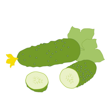 Illustration of healthy and nutritious cucumber vegetable whole and cut with flower and roll cut in minimalistic flat style, vector isolated on white background.のイラスト素材
