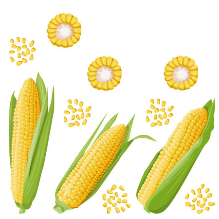Bright juicy illustration of a corn cob with green leaves, in section and its kernel. Design element and food and agriculture theme.のイラスト素材