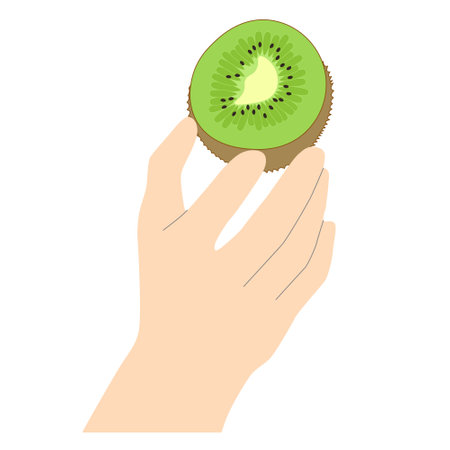 Female hand holding a kiwi in a minimalistic style with lines to emphasize the shapes, vector isolated on white backgroundのイラスト素材