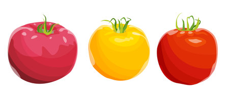Different varieties of tomatoes, pink, yellow and red tomatoes. Bright juicy vegetable, vector isolated image on white background.のイラスト素材