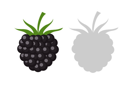 Vector Illustration berry Of blackberryのイラスト素材