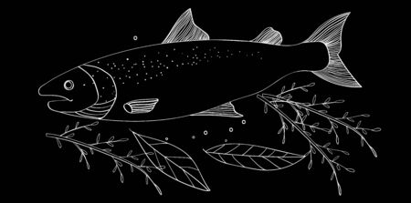 Cooking Vector Illustration, Chalkboard Drawing cooking fish with leaves and peppersのイラスト素材