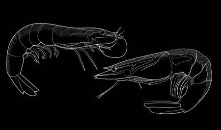 Hand drawn sketch shrimp illustration on the blackboard. Seafood vectorのイラスト素材