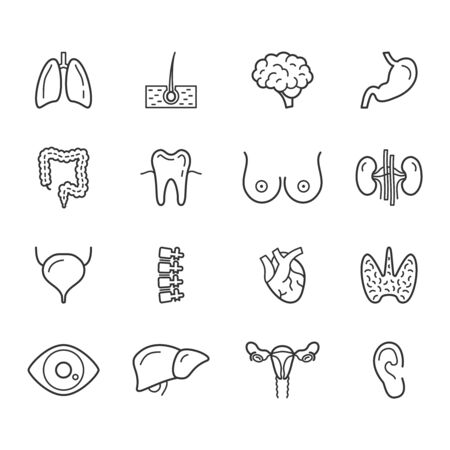 Human internal organs linear icons set. Body anatomy thin line editable vector signsのイラスト素材