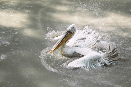 White Pelican splashes water. Bird swimming on lakeの写真素材
