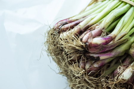 Roots of fresh young onion, bunch of shallots, chives, scallion, green onions feathers heap. Close up. Macro.の写真素材
