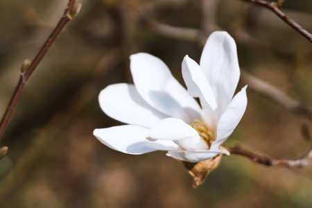 White Magnolia Flower. Nature background. Close-up, macro.の写真素材