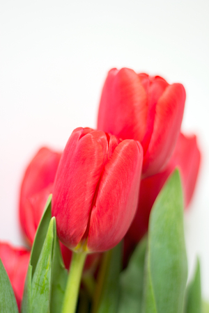 Bouquet of red tulips on white background. Selective focus. Defocused, blurred backdropの写真素材
