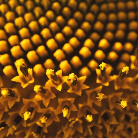 Macro detail of sunflower head with selective focus, close-upの写真素材