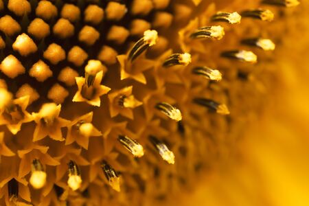 Abstract background sunflower head with selective focusの写真素材