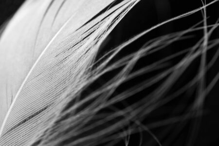 Detail of white fluffy swan feather on black background, macro. Concept of tenderness and softness,...
