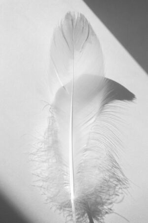 White swan feather and shadows on white background. Concept of tenderness and softness, close-up. Beauty in natureの写真素材