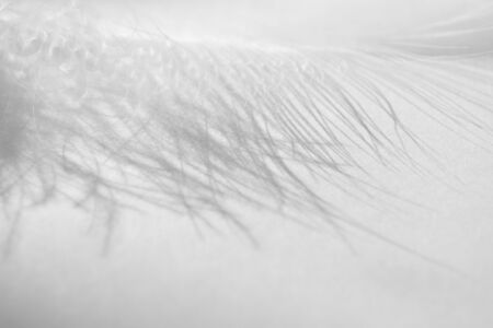 Fluff feather close-up. Macro detail white bird feather and shadow. Concept of tenderness and softness on white backgroundの写真素材