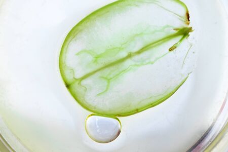 Macro petri dish with grape seed oil, air bubble and slice of green grape. Pure essential skin care oil. Spa treatment and skin care, close-upの写真素材