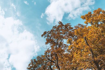 Yellow autumn tree in sunny day. Blue sky in forest, outdoors. Scenics fall landscape low angle viewの写真素材