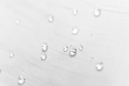 Water drops pattern on feather texture with selective focus, macro. Concept of tenderness and softness, close-up. Beauty horizontal wallpaper or backdropの写真素材