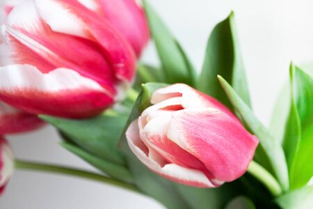Pink white tulips. Bridal delicate bouquet of flowers closeup, no people. Spring blossoming 