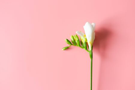 One white flower twig on pink background and copy space, top view. Spring and delicateの写真素材