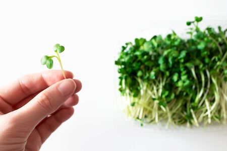 Hand holding microgreen radish shoot with selective focus. Superfoodの写真素材