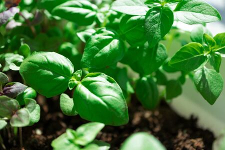 Close-up basil greens with selective focus. Vegetable garden grow. Organic eco seedling
