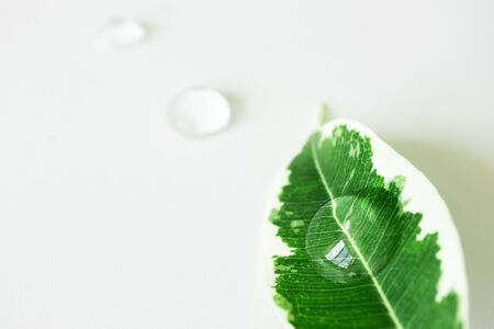 Transparent cosmetic geldrop on plant leaf with selective focus. Concept natural organic skincare productの写真素材
