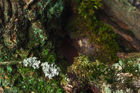 Tree bark and mosses with selective focus background. Blank forest backdrop. Mockup display for natural eco bio organic cosmetic beauty product, top viewの写真素材