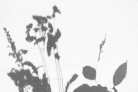 Meadow herbs leaf shadow on white wall background with copy space. Minimaltic summer concept flat...