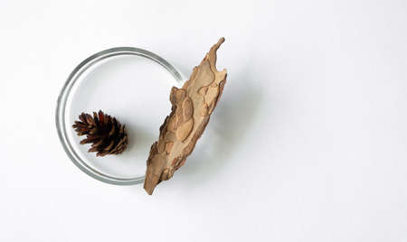 Pine cone and bark in glass petri dish on white background with copy space, top view. Concept science laboratory flat lay. Natural extractの写真素材