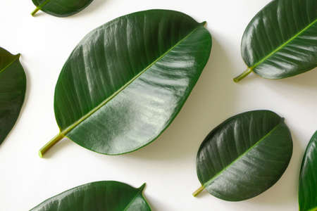 Pattern tropical leaves on white background. Nature flat lay backdrop. Organic, eco, natural, bio concept. Jungle foliage top view wallpaperの写真素材