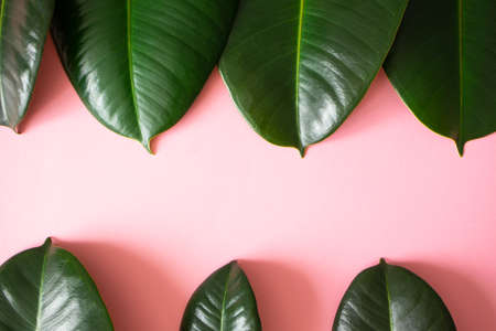 Border from green fresh tropical leaves on pink background with copy space. Jungle exotic foliage frame template. Flat lay, top view. Nature layoutの写真素材