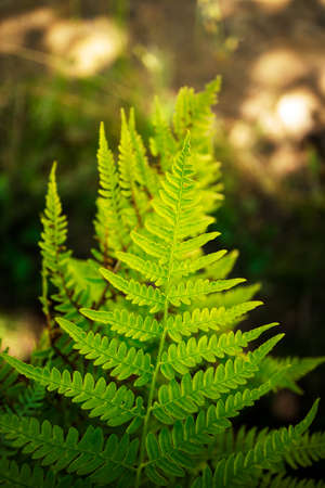 Fern leaf and sunlight, close-up. Summer in forest