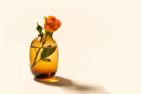 Rose in color glass vase on beige background with hard long shadowの写真素材