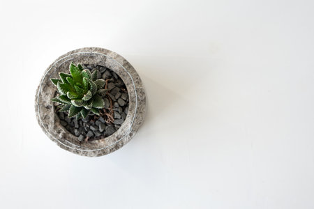 Succulent plant on white desk background, top viewの写真素材