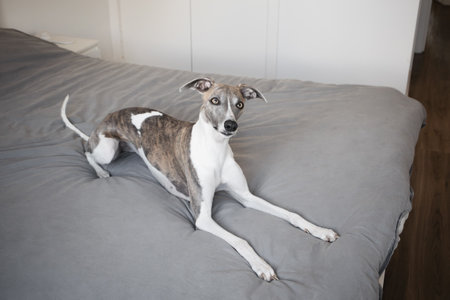 Whippet dog relaxing on bedの写真素材