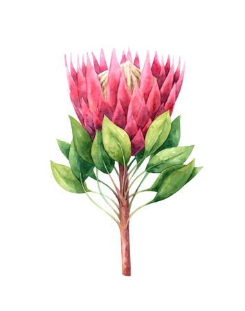 Hand painted watercolor illustration of protea flowerの写真素材