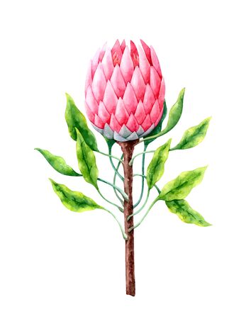 watercolor protea flower isolated on white backgroundの写真素材