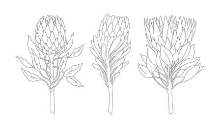 Hand drawn line set of branches of protea isolated on white background. Linear sketches. Minimalist print collection. Vector EPS 10のイラスト素材