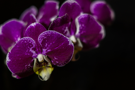 Dark and mysterious violet  orchids on a black backgroundの写真素材