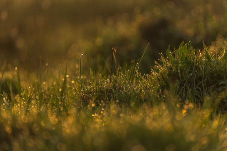 Fresh young grass in a early morning sun with golden bokehの写真素材